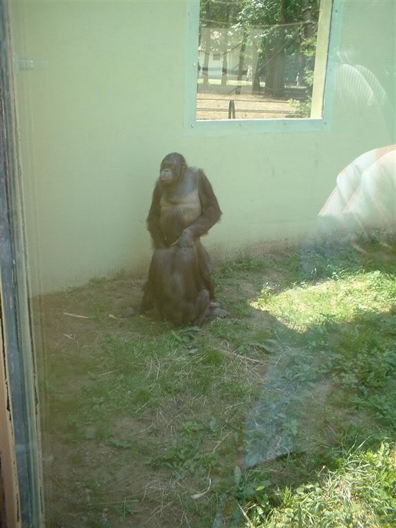 monkeybj.jpg