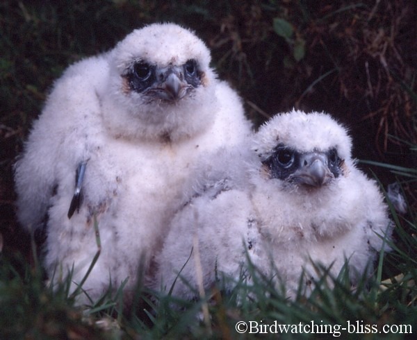 Peregrine_Falcon_Chicks_large.jpg