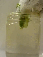 xnBVr3O.gif