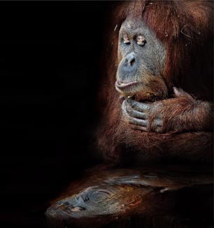 ApeReflection_306x325.jpg