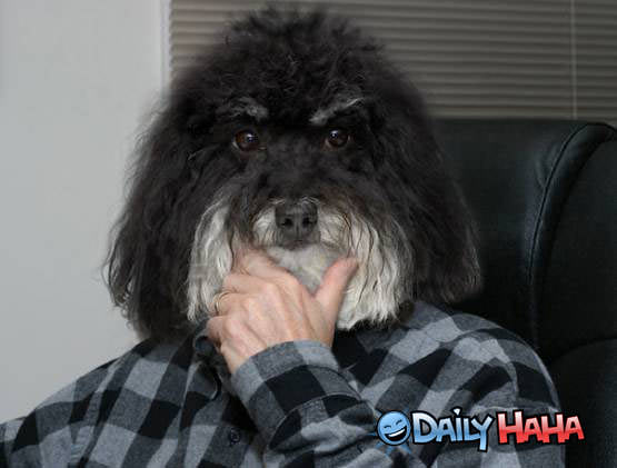 dog_face.jpg