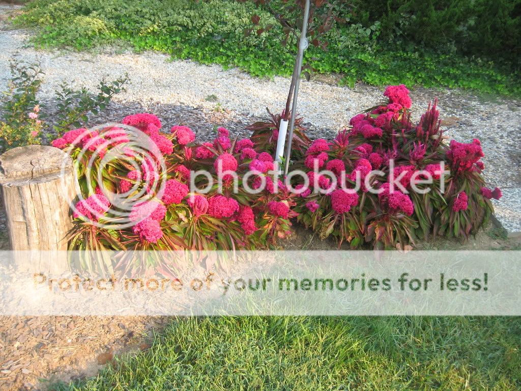 flower3.jpg