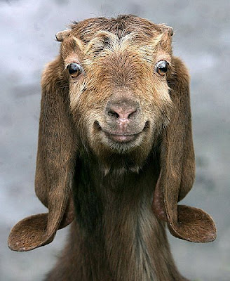 smiling+goat.jpg