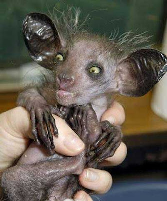 Aye-aye.jpg