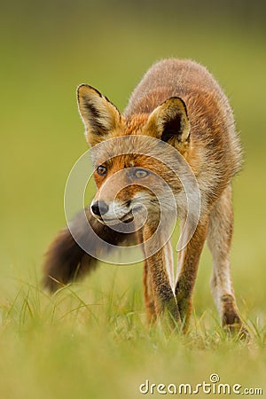 red-fox-15374826.jpg