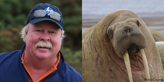 walrus%3Astadler.jpg
