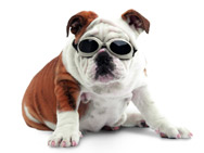 ho_dog_goggles_041028_t.jpg