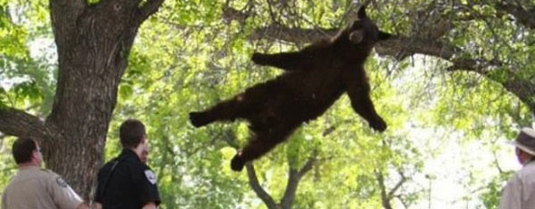 bear_falling_uni.jpg