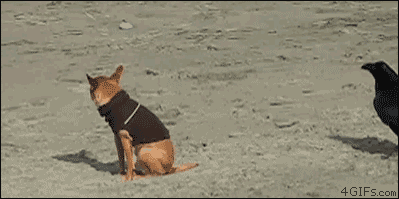 HFsEN.gif