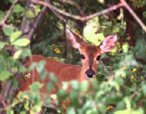 fawn_in_woodsweb.jpg