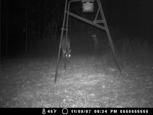 trailcam_nov102007007.jpg