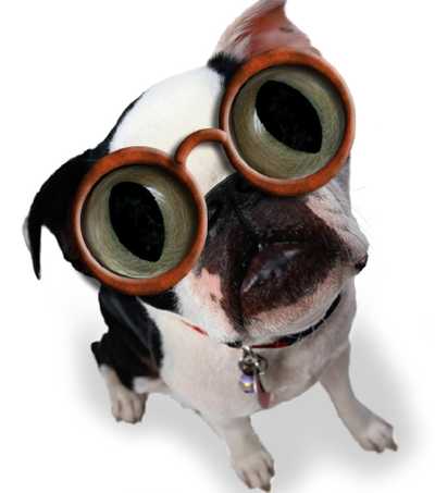 funny_dog.jpg