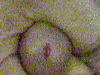 fakePENIS1.gif
