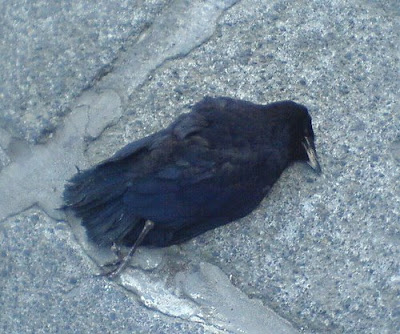 dead+raven.jpg