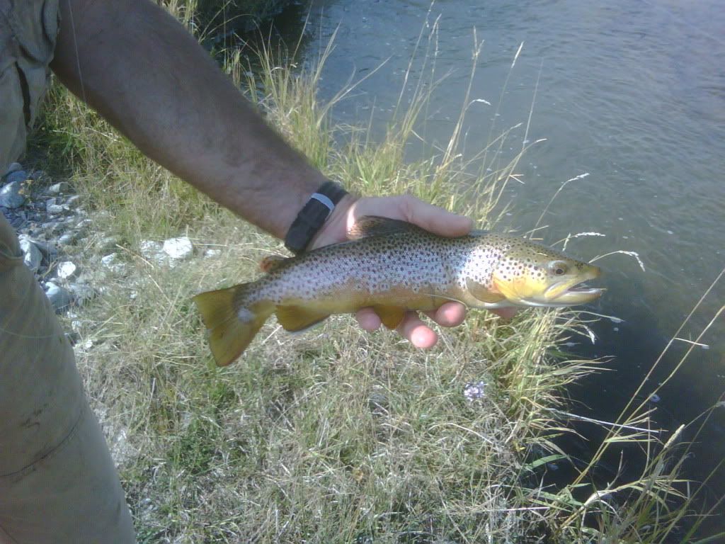 IMG01228-20101004-1548.jpg