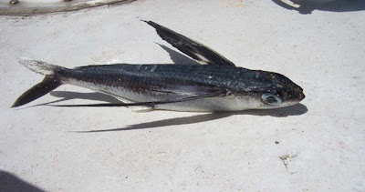 flying-fish.jpg