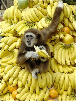 1monkey.jpg
