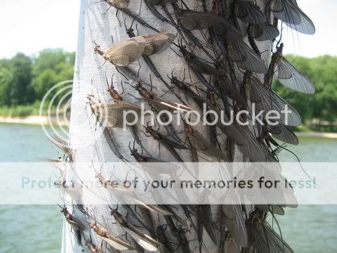 mayfly3.jpg