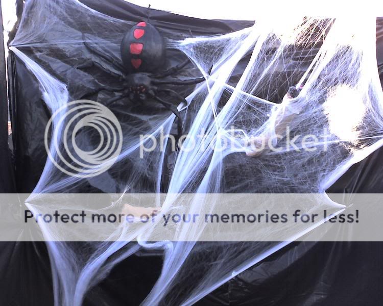 spider.jpg