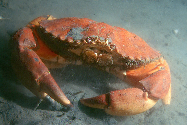Rock_crab.jpg