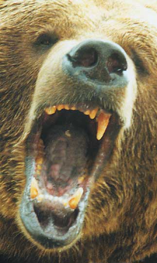 Grizzly-58-Mouth.jpg