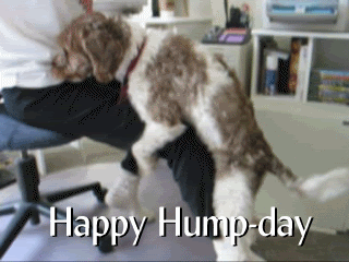 humpday.gif
