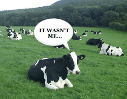 CowFart.gif