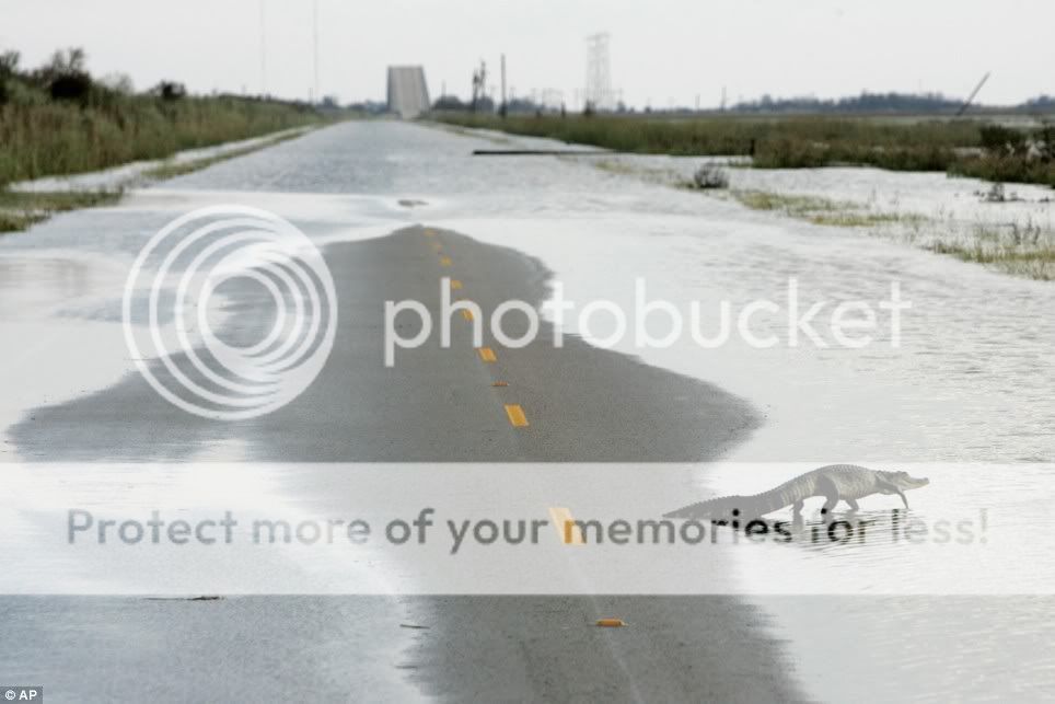 alligatorcrossesGulfway.jpg