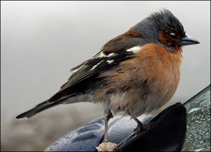 _44376942_bird.jpg