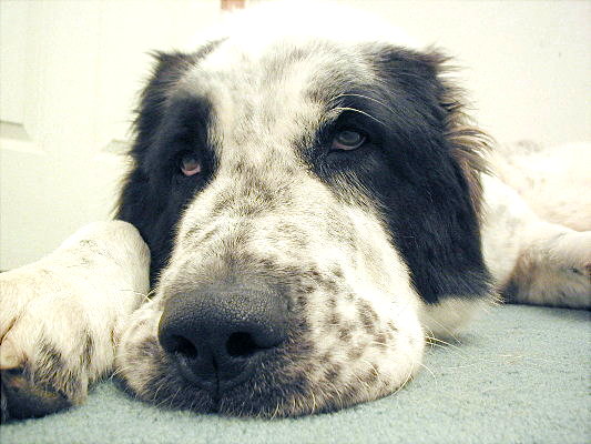 BigNose-sm.jpg