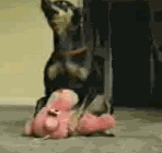 thdoghump.gif