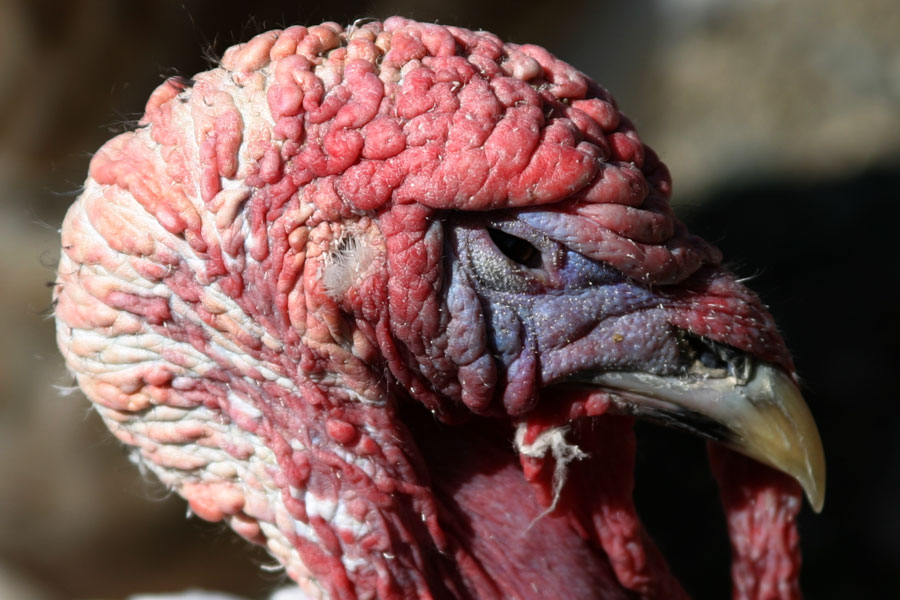 turkey.jpg