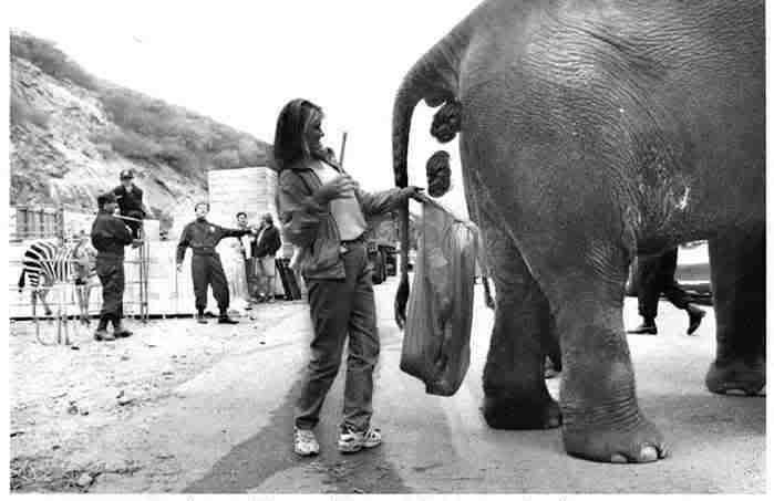 elephant.jpg