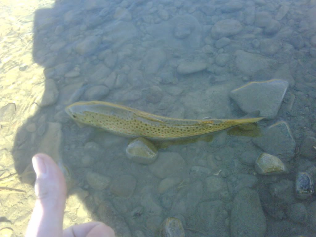 IMG01244-20101006-1609.jpg