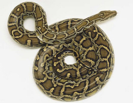 Pythonidae.jpg