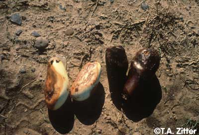 55_Egg_Phyto.jpg