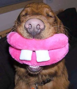 DogGoofySmile.jpg