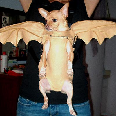 dog_bat.jpg