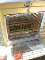 solar_drying2.jpg