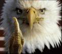 eagles-5.jpg