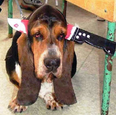 dog_knife.jpg
