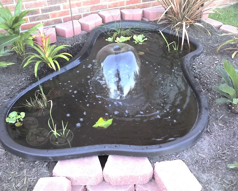 pond21.jpg
