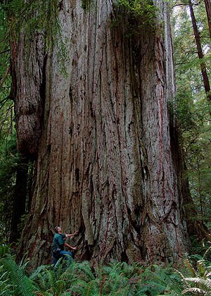 redwood_photograph.jpg