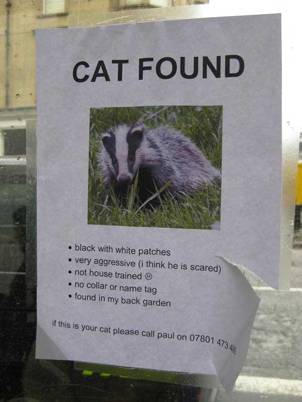 skunk_cat.jpg