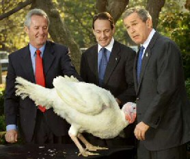 turkey_duo.jpg