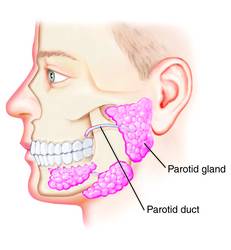 parotid_duct.jpg