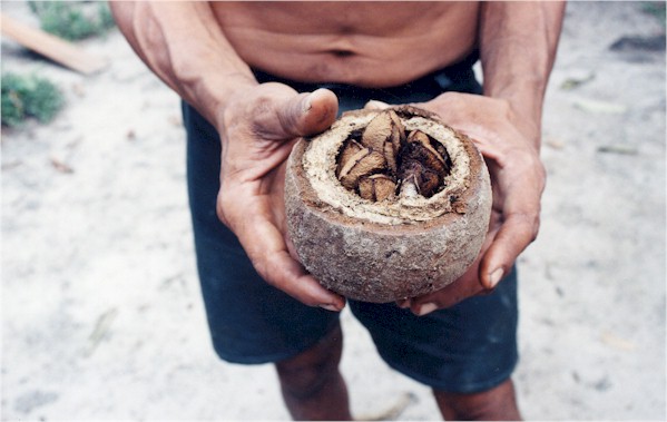 castanha.jpg