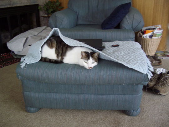 cat050211.jpg