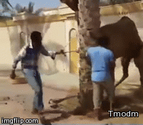 MxhJeL1.gif