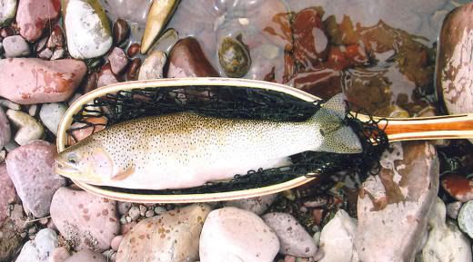 FISH-IN-NET.jpg